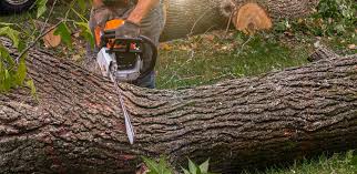 Best Tree Health Inspection  in Barnesville, GA