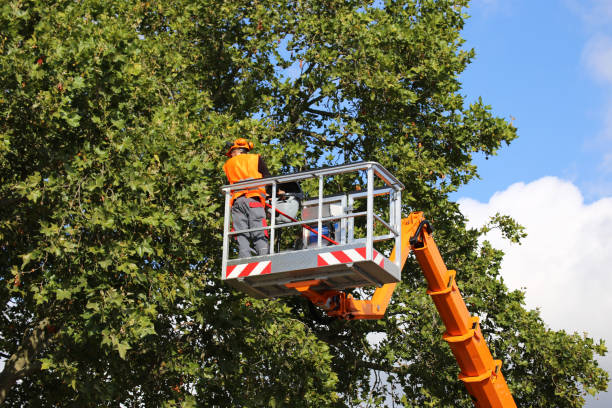 Best Tree Planting  in Barnesville, GA