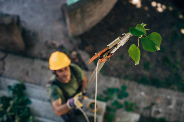 Tree and Shrub Care in Barnesville, GA