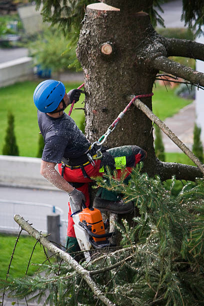 Best Lawn Watering Services  in Barnesville, GA