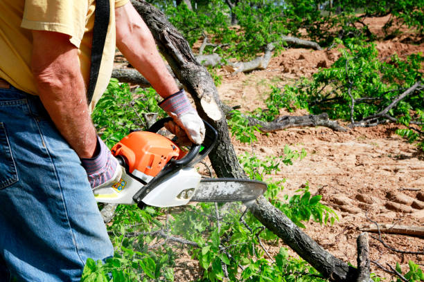 Why Choose Our Tree Removal Services in Barnesville, GA?